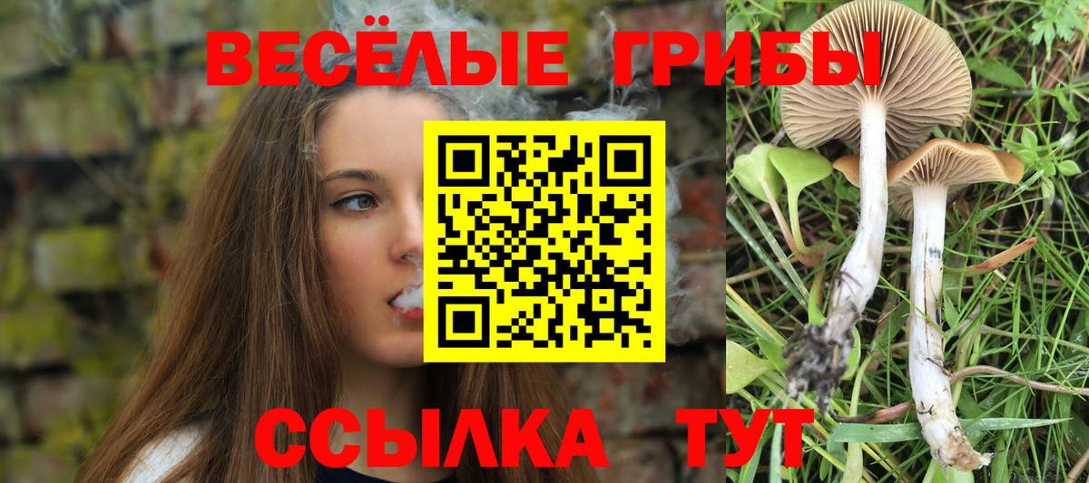 Псилоцибиновые грибы мицелий Майкоп